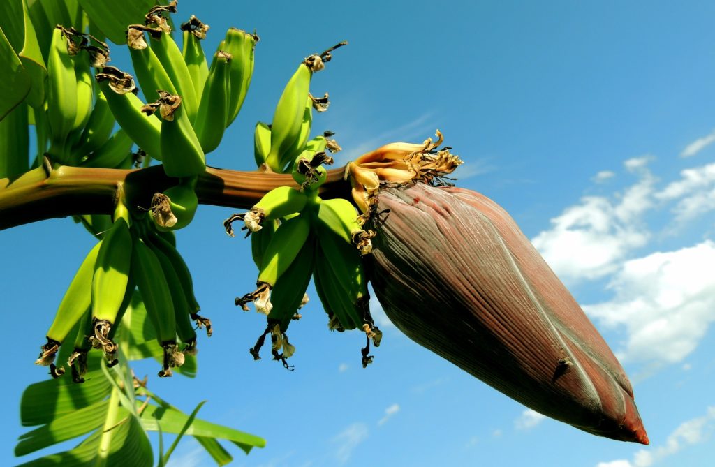 Bananen Paraguay